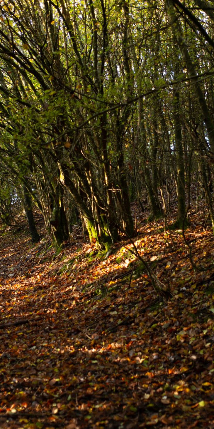 GOODWOOD ESTATE PROJECT..STARTED IN 2019, COMMISSIONED BY DR