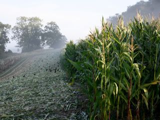 GOODWOOD ESTATE PROJECT..STARTED IN 2019, COMMISSIONED BY DR