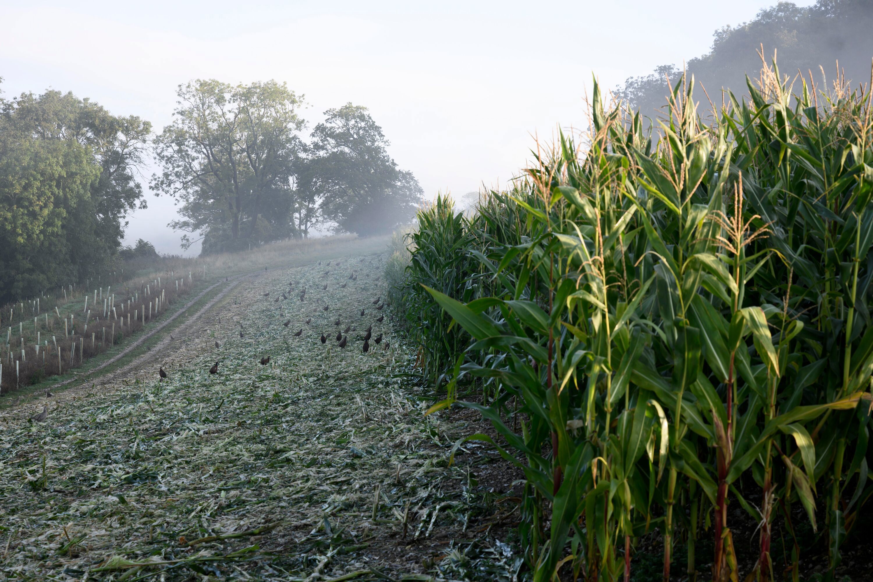 GOODWOOD ESTATE PROJECT..STARTED IN 2019, COMMISSIONED BY DR