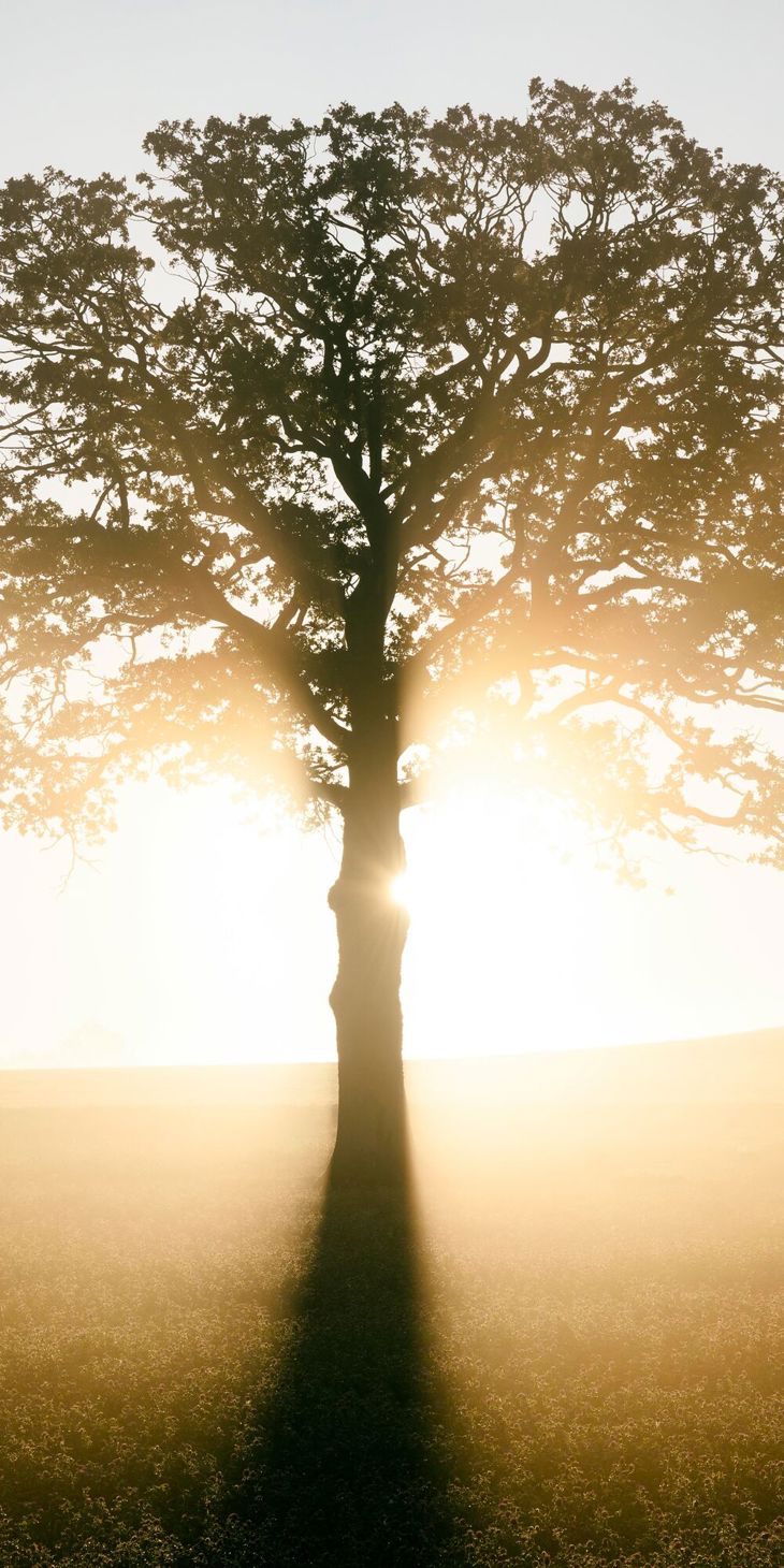 GOODWOOD ESTATE PROJECT..STARTED IN 2019, COMMISSIONED BY DR