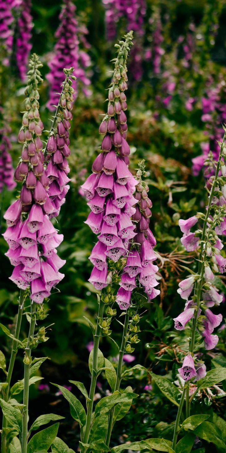 GOODWOOD ESTATE PROJECT..STARTED IN 2019, COMMISSIONED BY DR