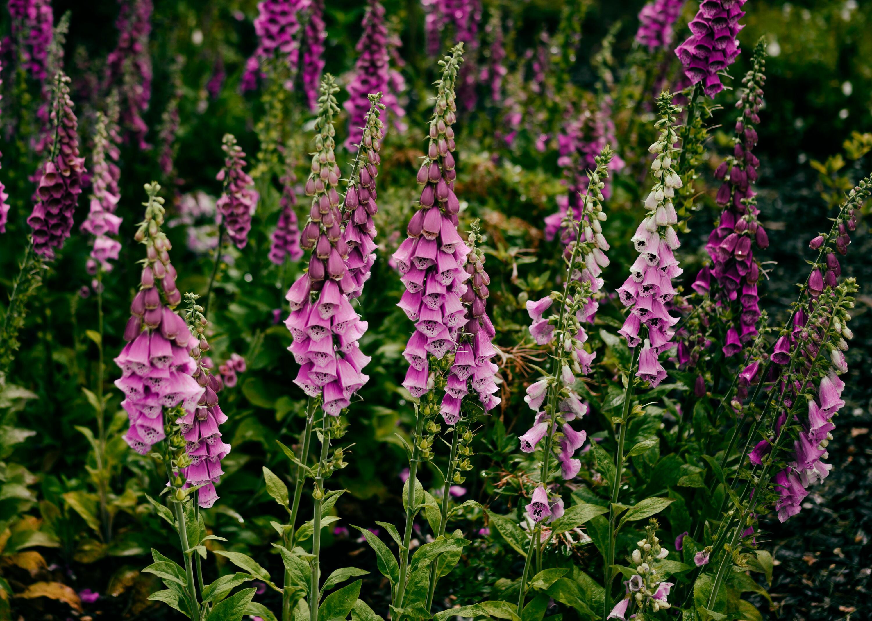 GOODWOOD ESTATE PROJECT..STARTED IN 2019, COMMISSIONED BY DR