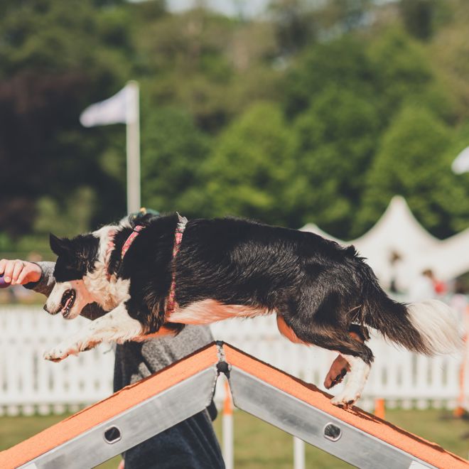 Website-Goodwoof2023_AmyHeynesShore_0242.jpg