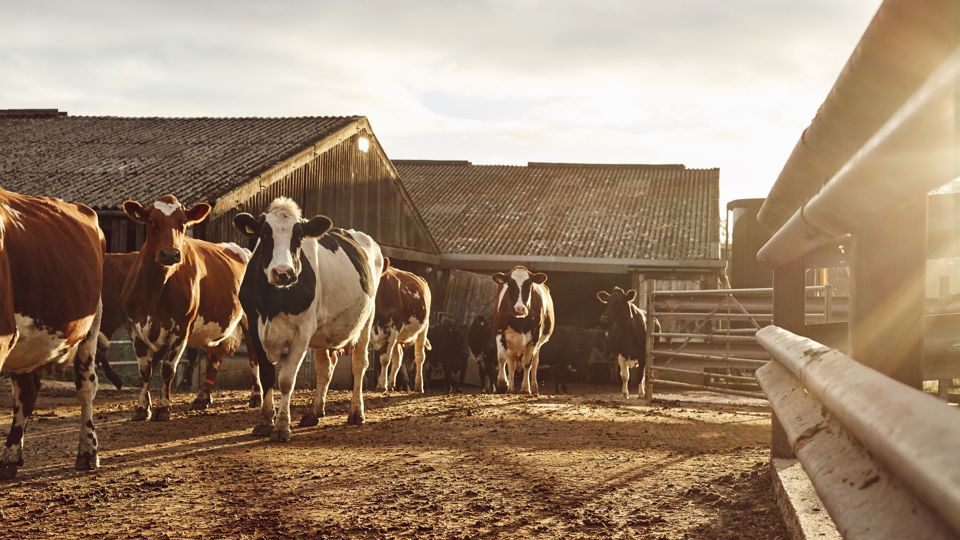 Goodwood Home Farm 2018