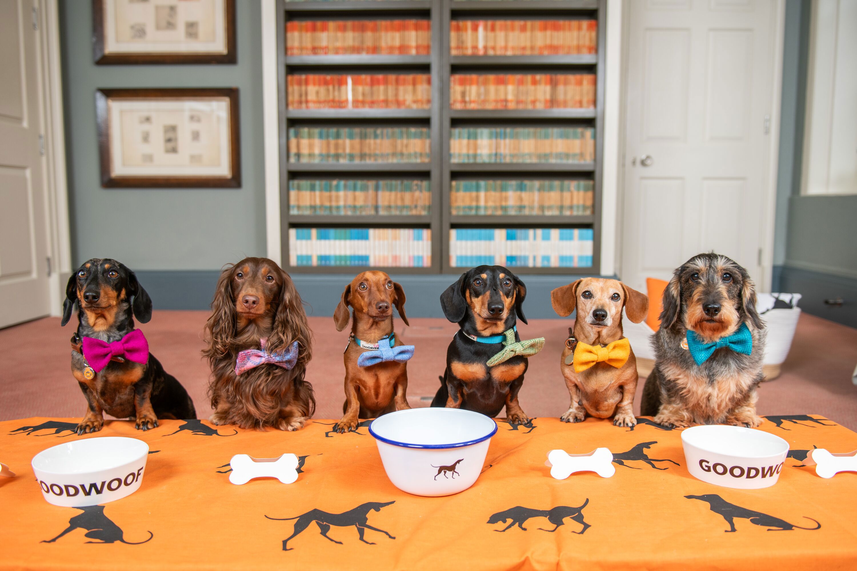 EMBARGOED TO 0001 FRIDAY JUNE 21.EDITORIAL USE ONLY.(Left to right) Figgy, Whompy, Lieutenant Maveryck, Lord Dachsington, Beetle, and Dotty, all dachshunds, gather at Goodwood to celebrate National Dachshund Day (June 21), as the diminutive dogs are announced as the celebrated breed at Goodwoof 2025, taking place Saturday June 17 and Sunday May 18, 2025 in West Sussex. Photo credit should read: Jas Lehal/PA Media Assignments.