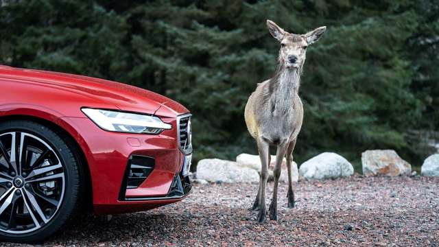 volvo-v60-2019-deer-safety-goodwood-07052019.jpg