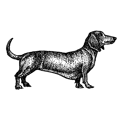 Dachshund.png
