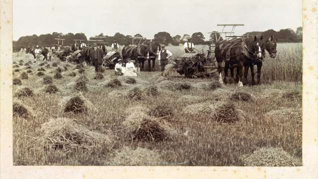 haymaking-at-goodwood-c-1919.jpg