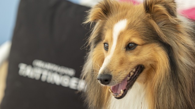 _Goodwoof2024_StevenStringer_0265 2.JPG