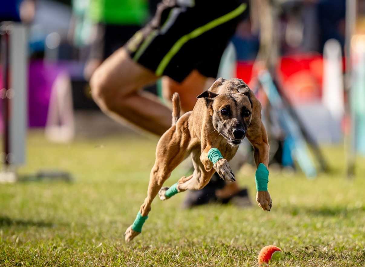 flyball pic dog.jpg