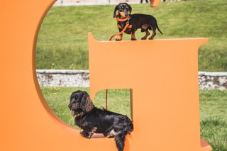 Goodwoof2024_TobyAdamson_134 cropped.jpg