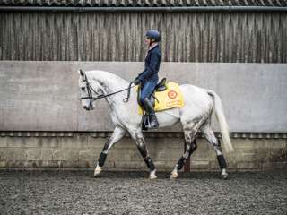 Magical Memory with rider Sue Scott-Collis at their yard in West Sussex. Ph by Toby Adamson