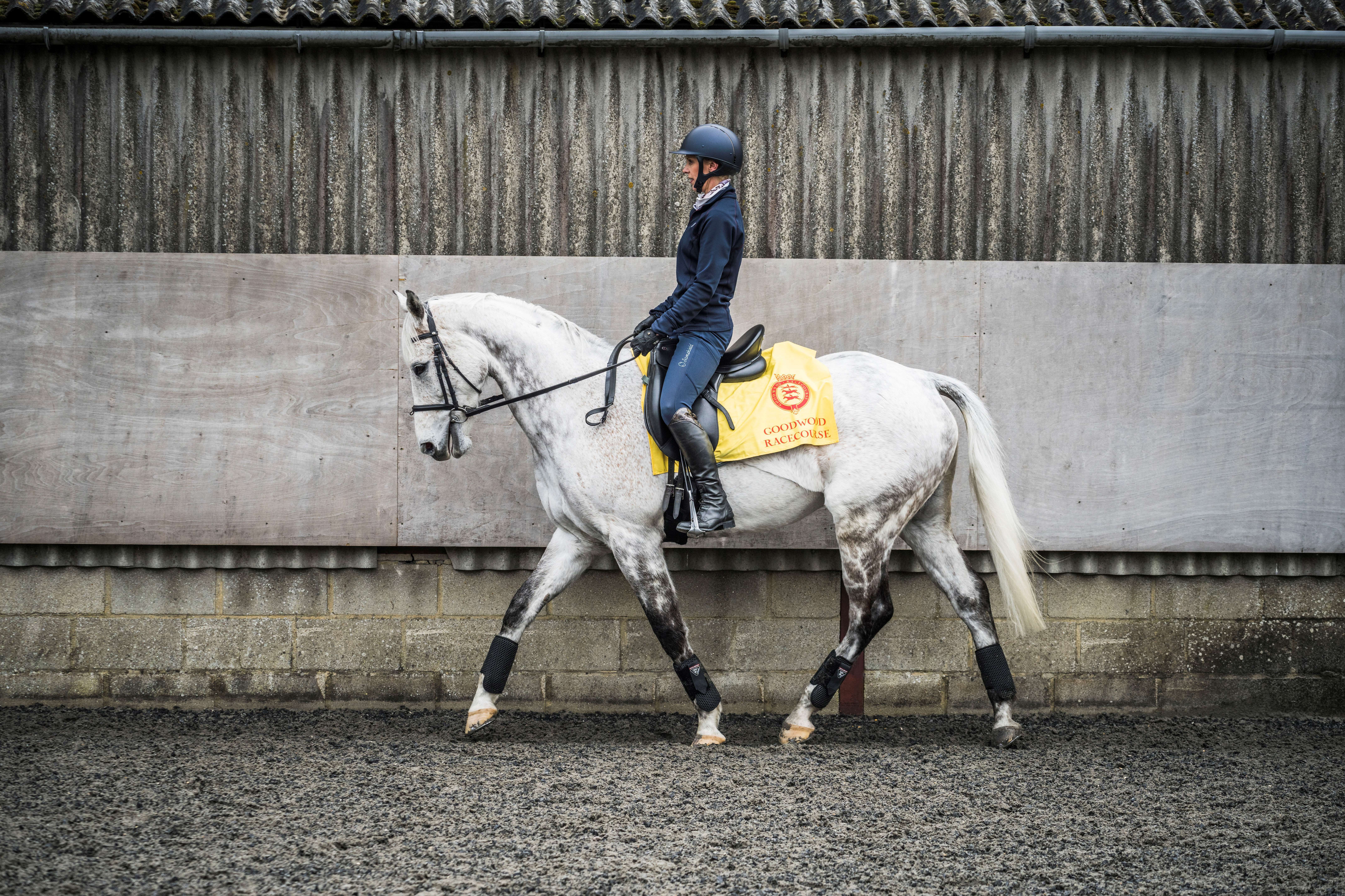 Magical Memory with rider Sue Scott-Collis at their yard in West Sussex. Ph by Toby Adamson